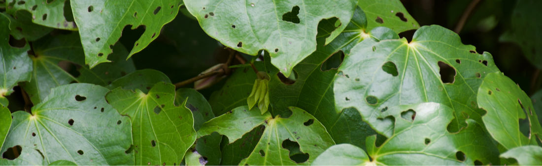 What Is Kawakawa Soap Good For?