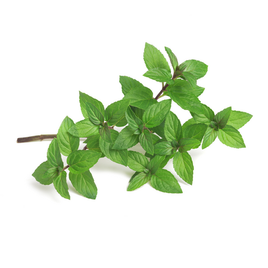 Peppermint Essential Oil