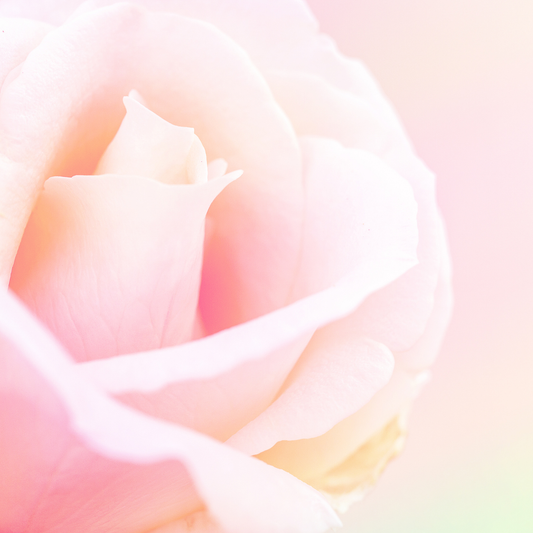 Kenzo Flower type Fragrance Oil. New Zealand