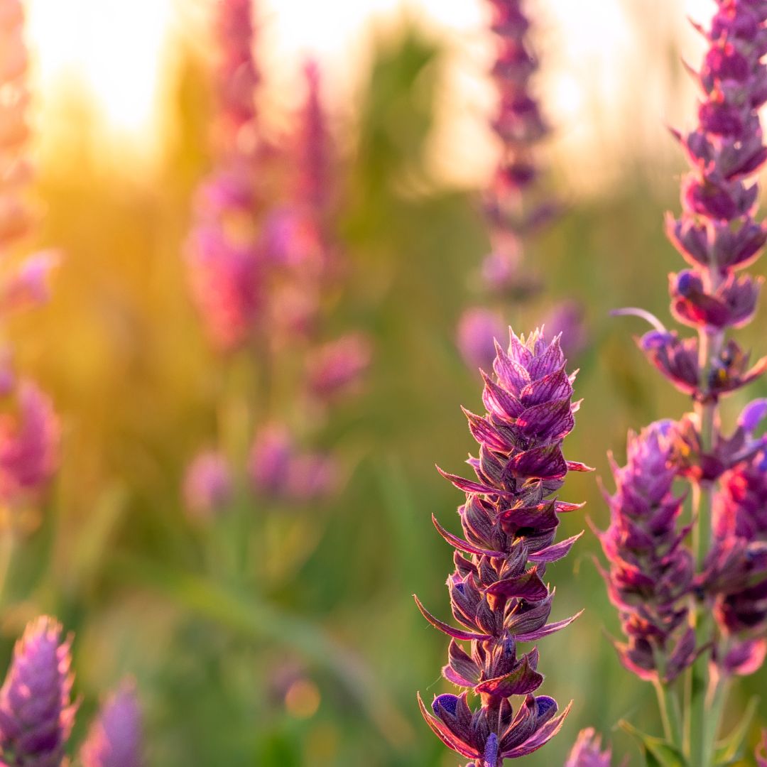 Clary Sage Essential Oil