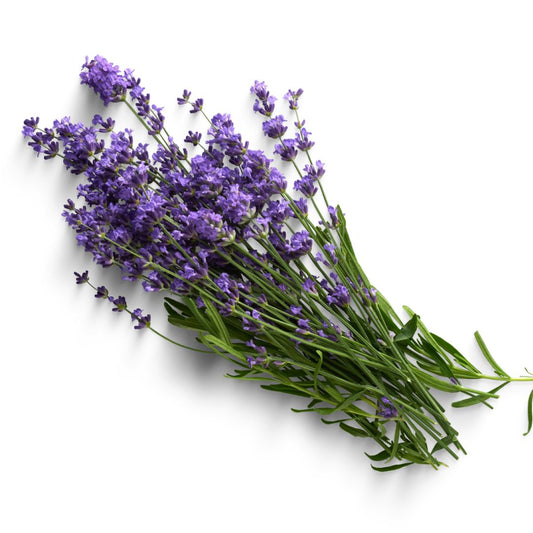 Lavender Essential Oil