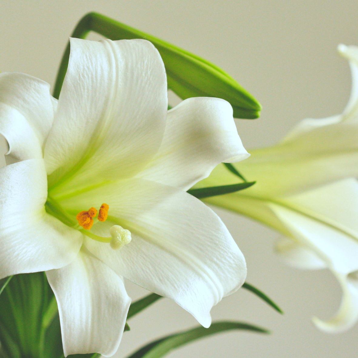 Christmas Lily fragrance oil. New Zealand