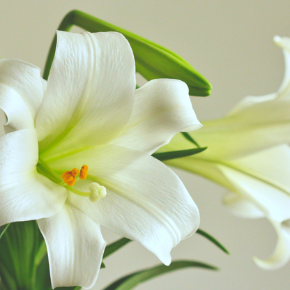 Christmas Lily fragrance oil. New Zealand