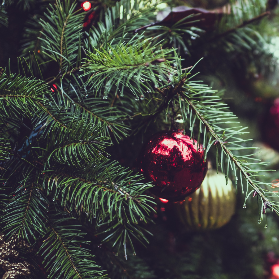 Christmas Tree Fragrance oil, infused with essential oils icluding Cedarwood, Fir, Patchouli and Spearmint. . New Zealand