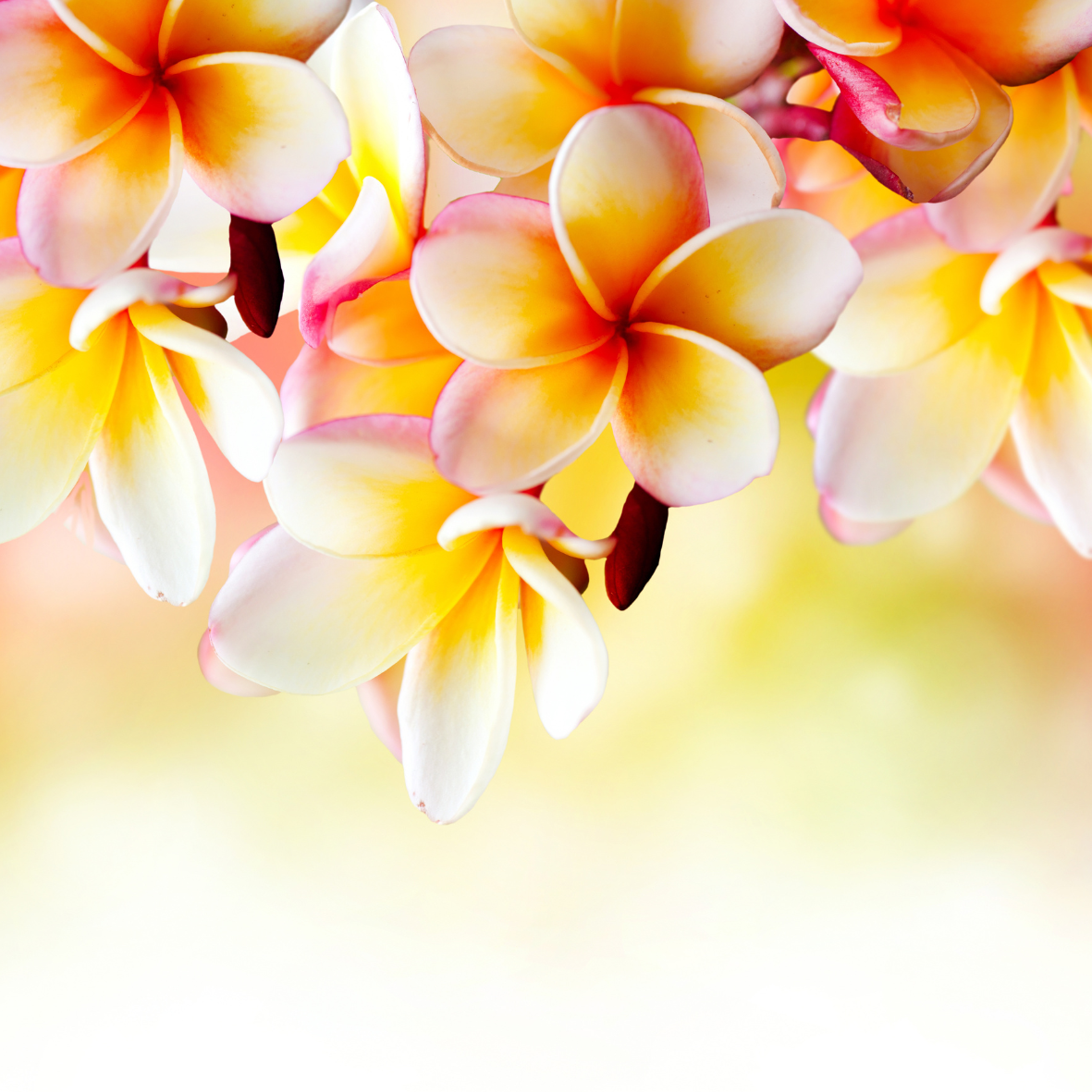 Island Bloom Fragrance Oil