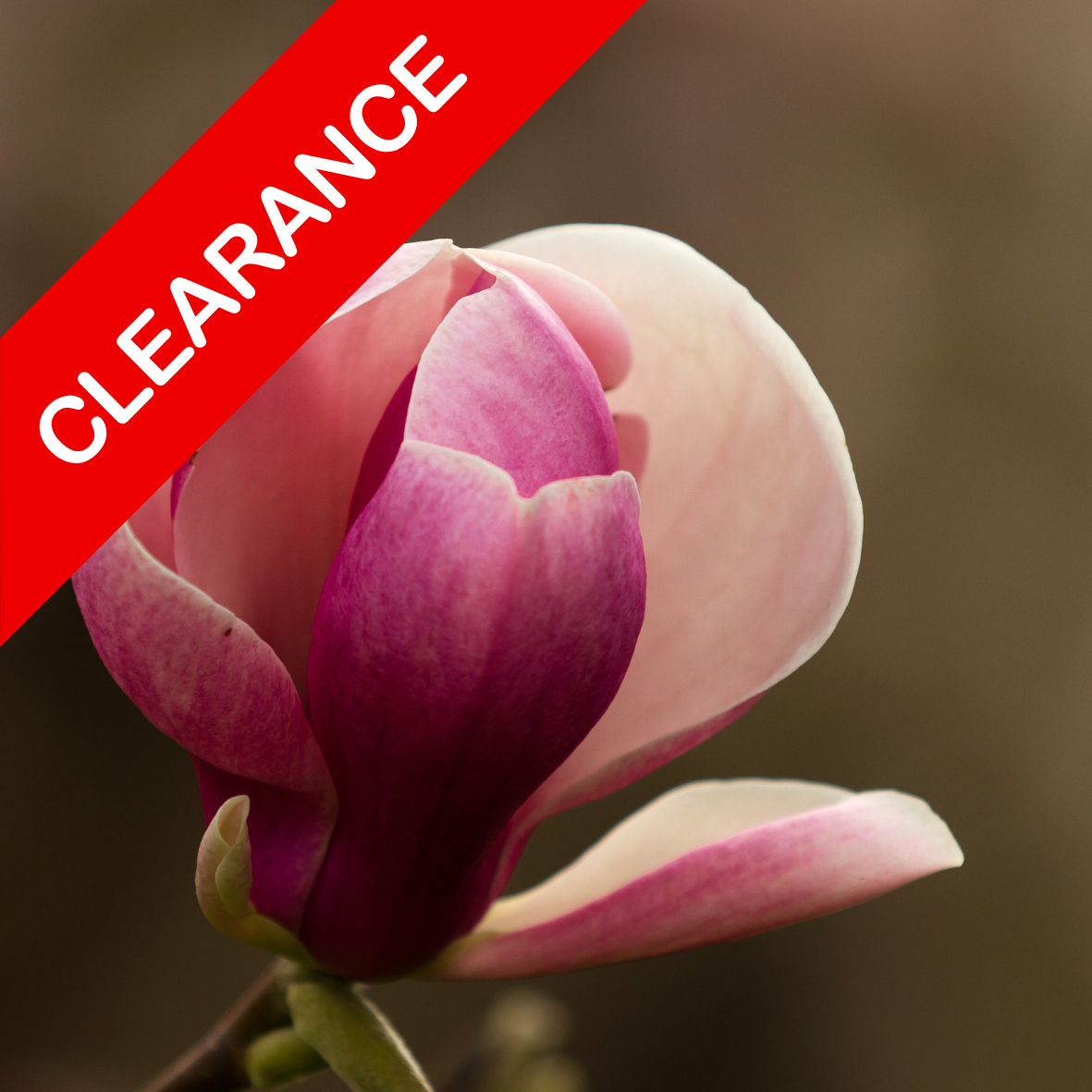 Magnolia Peony fragrance oil SALE. New Zealand