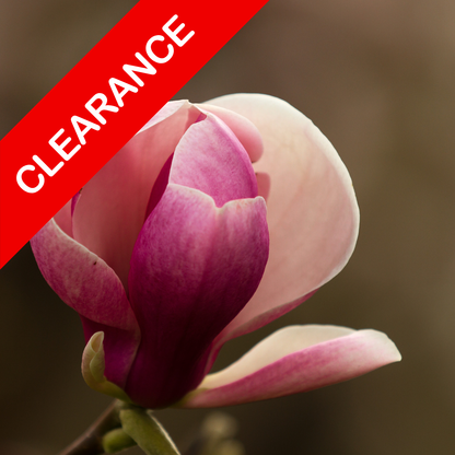 Magnolia Peony fragrance oil SALE. New Zealand